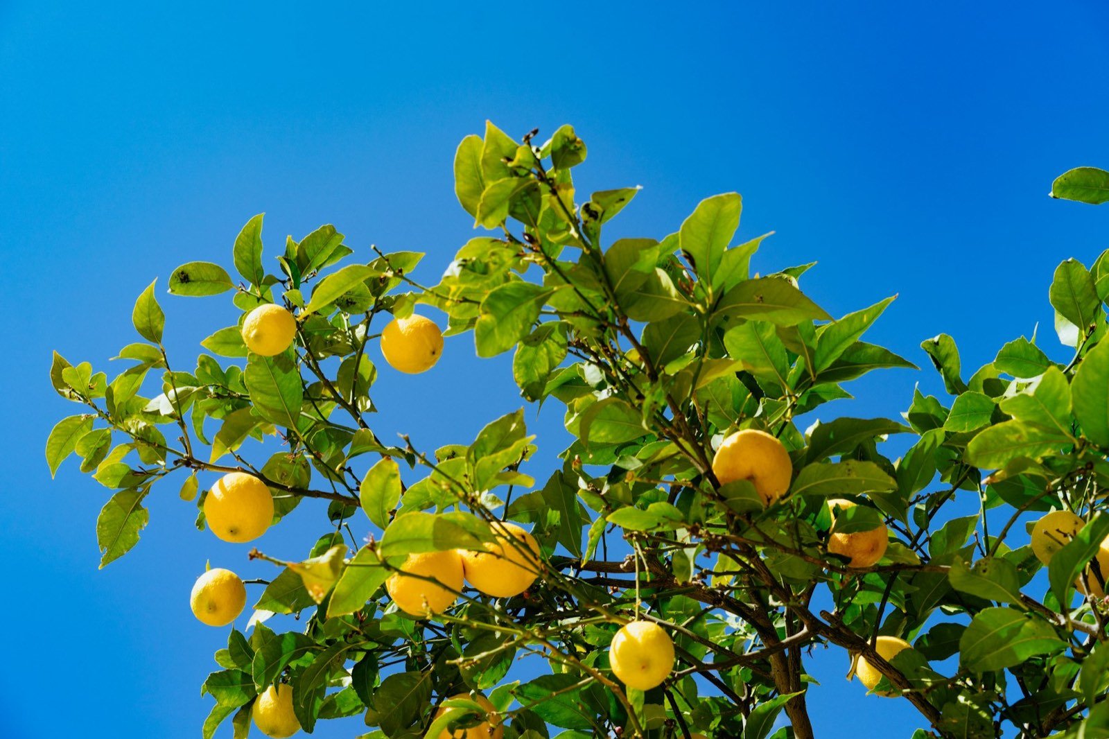 Citronnier chargé de fruits sous un ciel bleu
